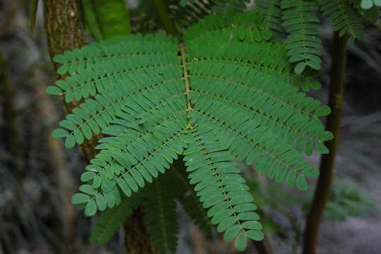 Paraserianthes lophantha (2019)