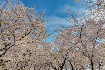 Naklejka premium Cherry Blossom Trees During the Annual Washington DC Cherry Blossom Festival