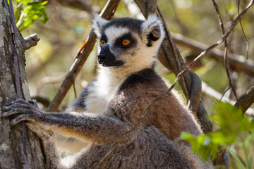 Ring-tailed lemur (Lemur catta / cata) on the island of Madagascar at the Isalo National Park