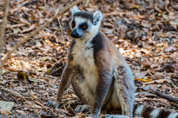 Naklejka na ściany i meble Ring-tailed lemur (Lemur catta / cata) on the island of Madagascar at the Isalo National Park
