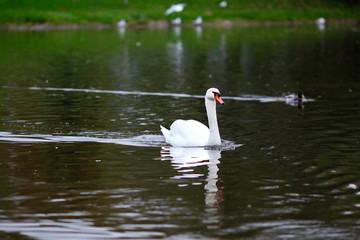 A beautiful graceful white swan swims on a dark pond on a cloudy day