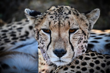 Gepard
