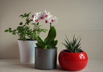 Home flowers in red pots on a light background. White orchid and succulent haworthia in bright pots. Green home plants.