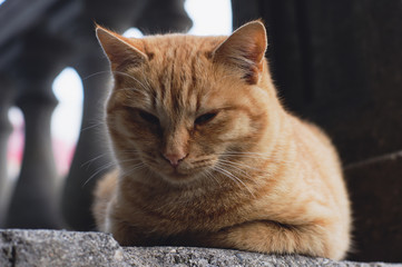 cat on sofa