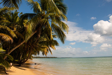 Fototapeta na wymiar Beach in Madagascar with palm trees on the islands Sainte Marie