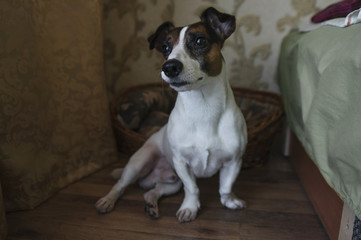 dog in the apartment