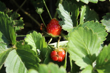 strawberry on a branch