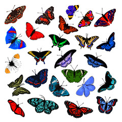 bright beautiful realistic butterfly, vector illustration