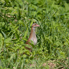 The corn crake, corncrake or landrail (Crex crex) is a bird in the rail family. 