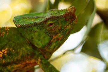 Parson's chameleon (Calumma parsonii ) in Madagascars Andasibe-Mantadia National Park