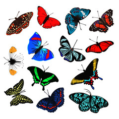bright beautiful realistic butterfly, vector illustration
