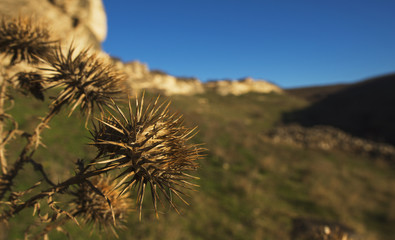 cactus in desert