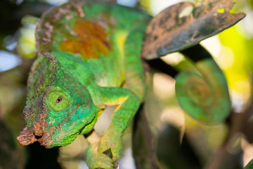 Parson's chameleon (Calumma parsonii ) in Madagascars Andasibe-Mantadia National Park