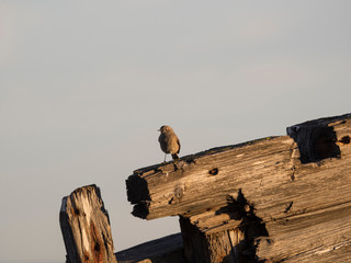 Pequeño pájaro en viejas maderas