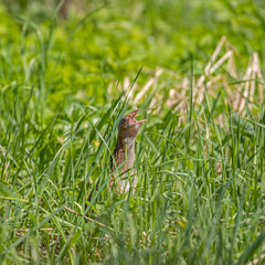 The corn crake, corncrake or landrail (Crex crex) is a bird in the rail family. 