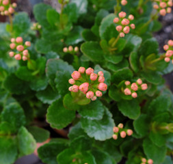 Kalanchoe blossfeldiana (2019)