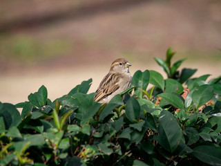 sparrow