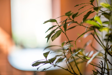 Fresh living green plant in cafe interior, blurred background