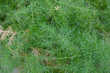 Asparagus setaceus (2019)