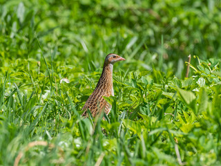 The corn crake, corncrake or landrail (Crex crex) is a bird in the rail family. 