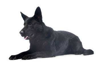 Studio shot of a lovely shepherd dog