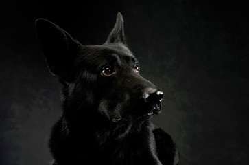 Portrait of a lovely shepherd dog