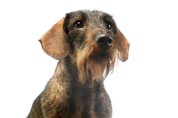 Portrait of an adorable Dachshund