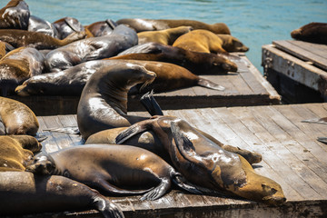 Kalifornischer Seelöwe