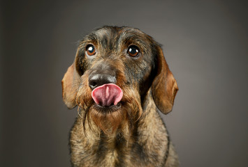 Portrait of an adorable Dachshund