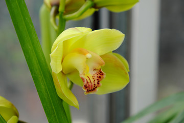 Cymbidium orchid (2019)