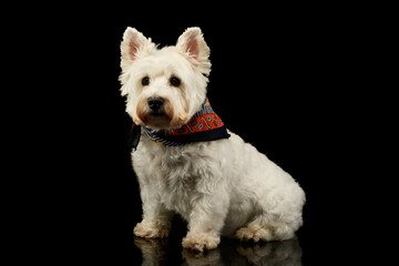 Studio shot of a lovely West Highland White Terrier westie