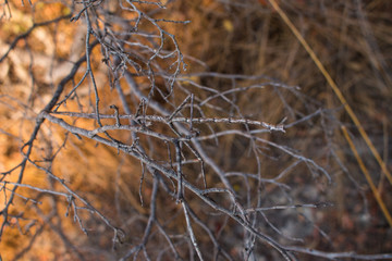 Phasmatodea (Walking Stick Bug) in Isalo National Park, Madagascar