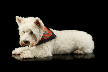 Studio shot of a lovely West Highland White Terrier westie