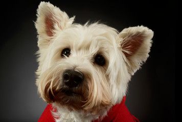 Portrait of a lovely West Highland White Terrier westie