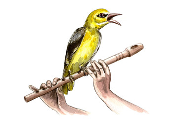 Oriole bird sits on a flute and sings, the flute is depicted in the hands. Drawn in watercolor and black pen. Isolated on a white background. © Ольга Ева