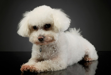 Studio shot of an adorable Bolognese
