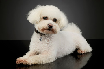 Studio shot of an adorable Bolognese