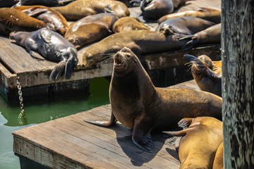 Kalifornischer Seelöwe