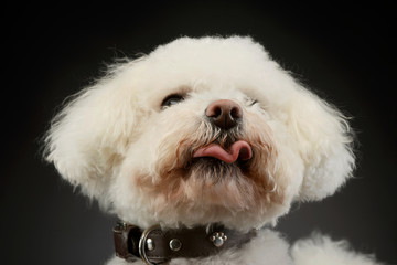 Portrait of an adorable Bolognese