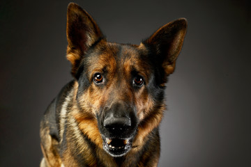 Portrait of an adorable german shepherd dog