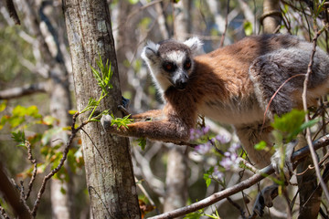 Ring-tailed lemur (Lemur catta / cata) on the island of Madagascar at the Isalo National Park