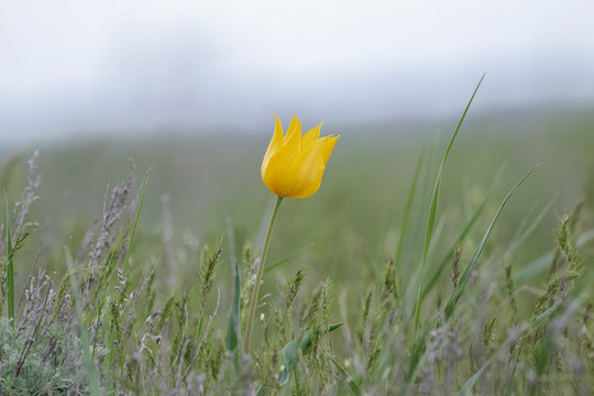 Wild Tulipa schrenkii in a typical ecosystem. Tulipa schrenkii or Tulipa suaveolens, Schrenck's tulip, is a bulbous herbaceous perennial of species of tulip (Tulipa) in the family of the Liliaceae. 