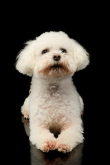 Studio shot of a lovely Bolognese