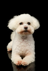 Studio shot of a lovely Bolognese