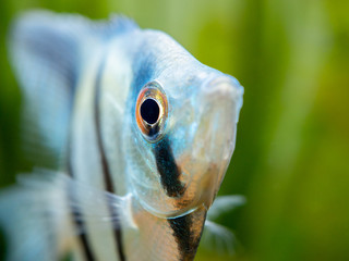 macro close up of a zebra Angelfish in tank fish with blurred background (Pterophyllum scalare)