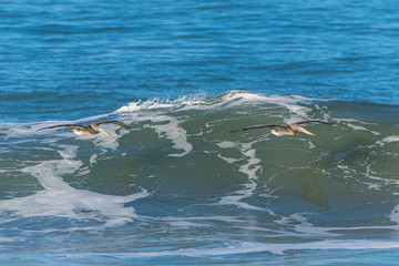 Brown pelicans flying low above a big wave in California