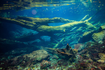 Fototapeta na wymiar Underwater landscape in Punta Cana