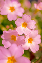 Fototapeta na wymiar Small fragile primrose flowers bloom