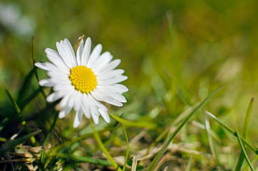 Beautiful fresh daisies bloom outdoors in the field