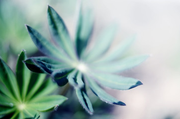 Abstraction growing green leaves on a light background outdoors